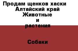 Продам щенков хаски. - Алтайский край Животные и растения » Собаки   . Алтайский край